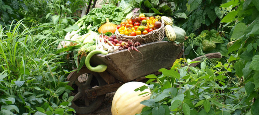 Heirloom vegies