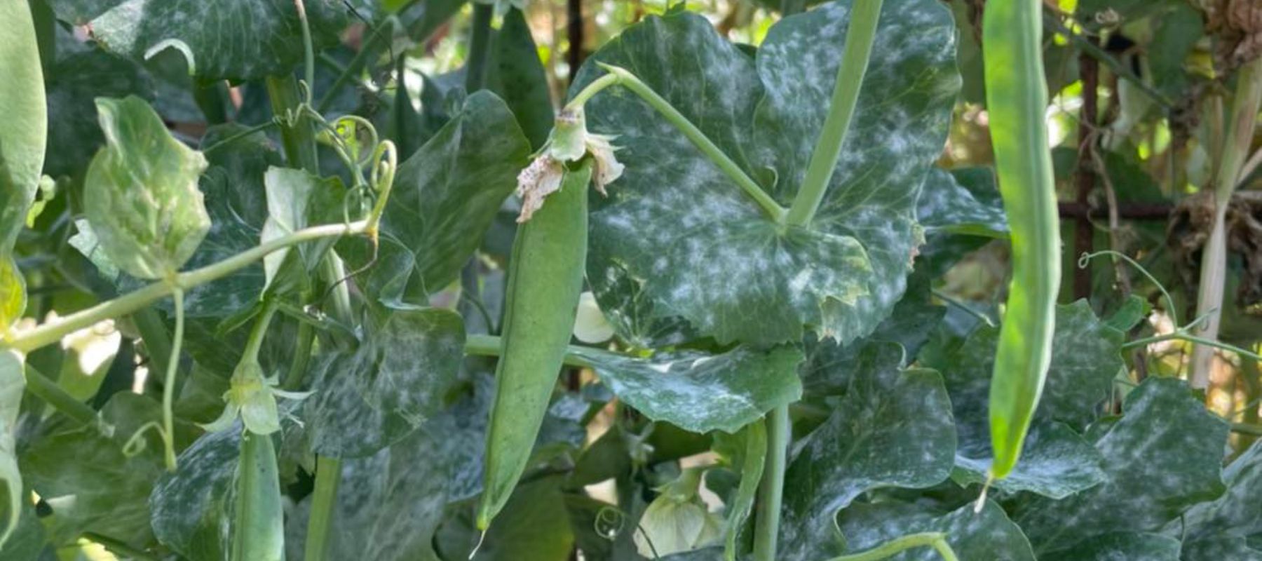 What are these white spots on my peas?