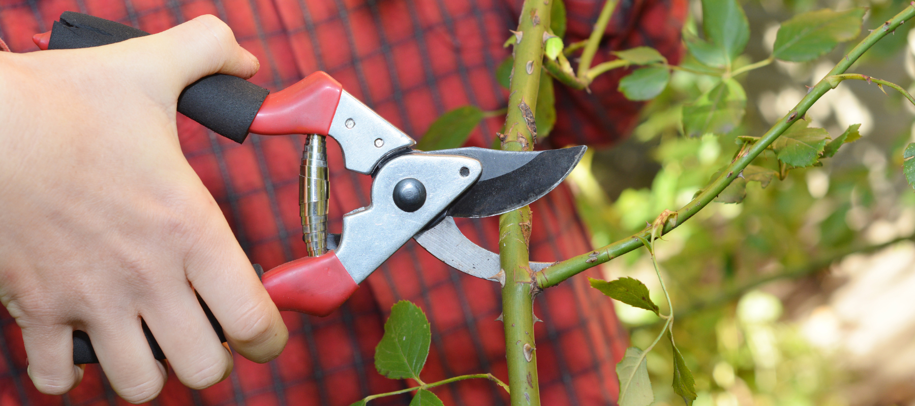 How to prune roses in winter