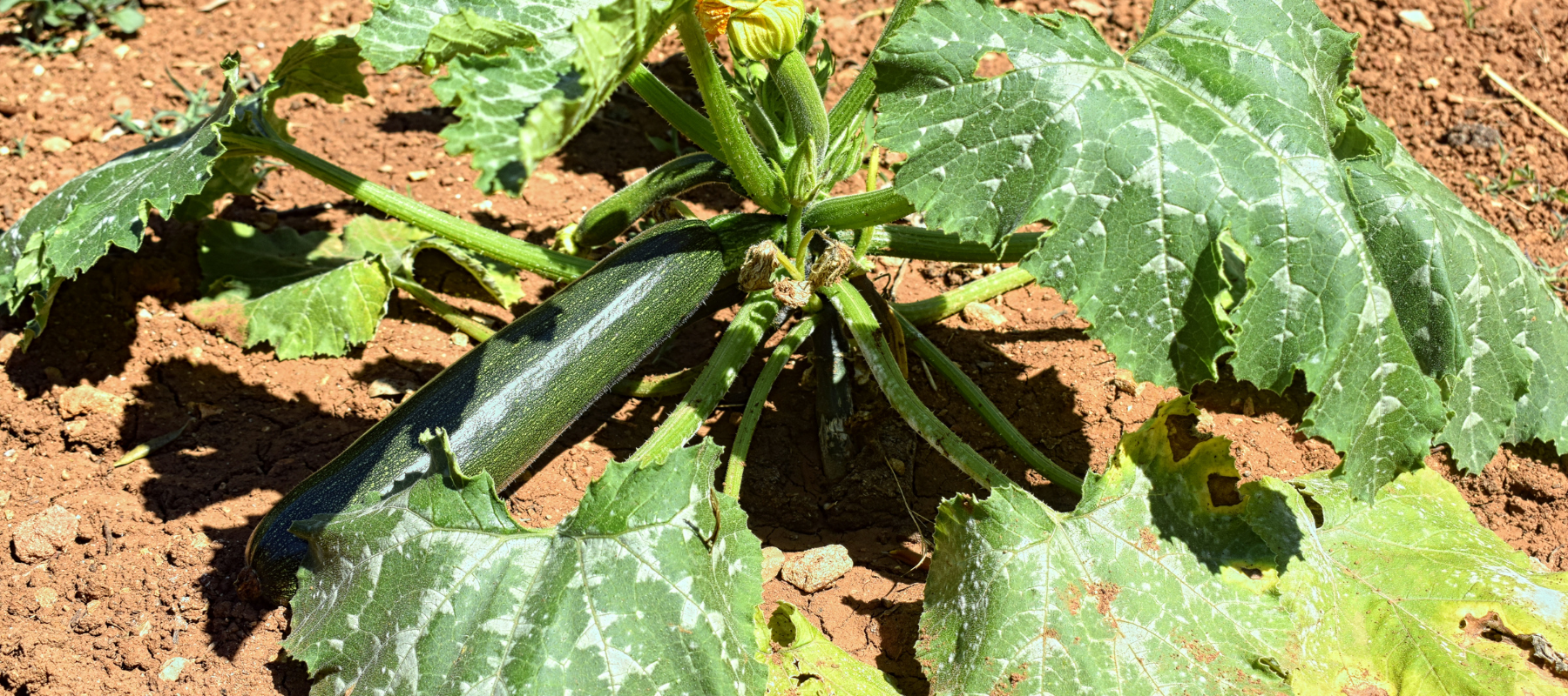 How to Grow Zucchini