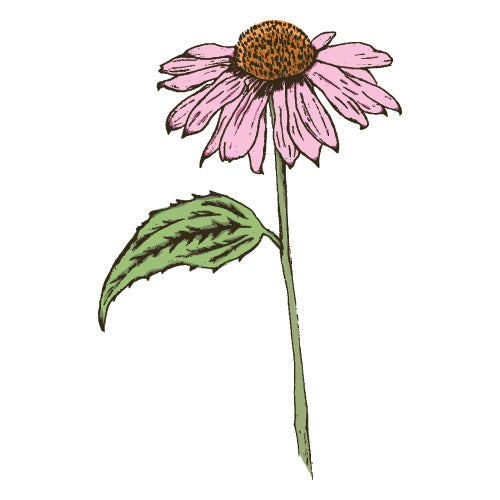 Echinacea illustration