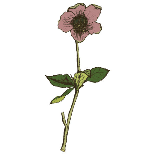 Hellebore illustration