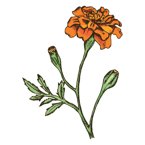 Marigold