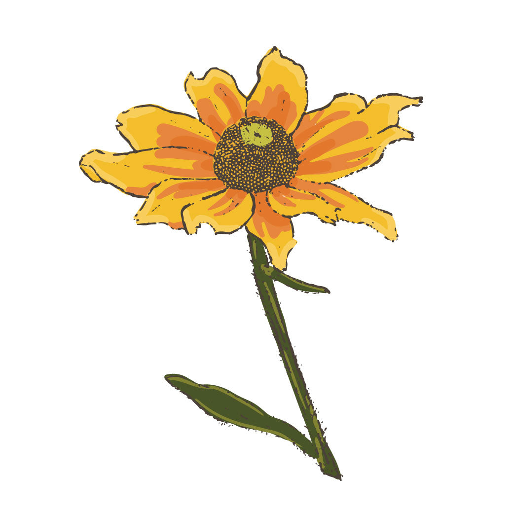 Rudbeckia