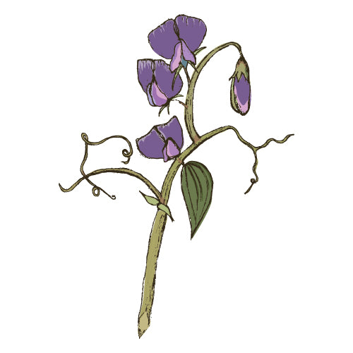 Sweet Pea