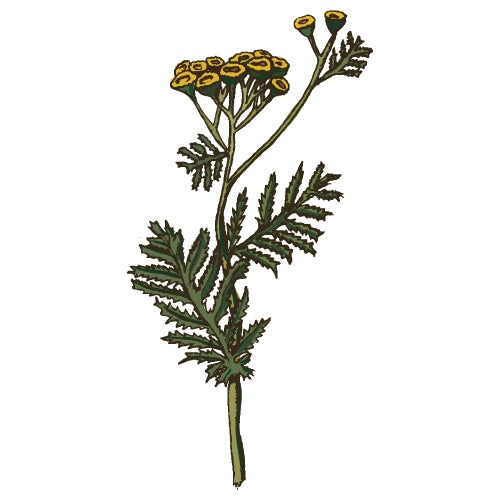 Tansy illustration