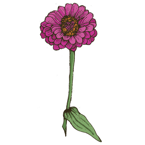 Zinnia