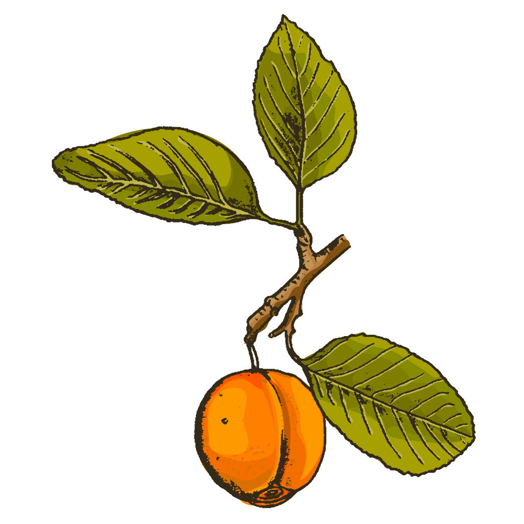Apricot