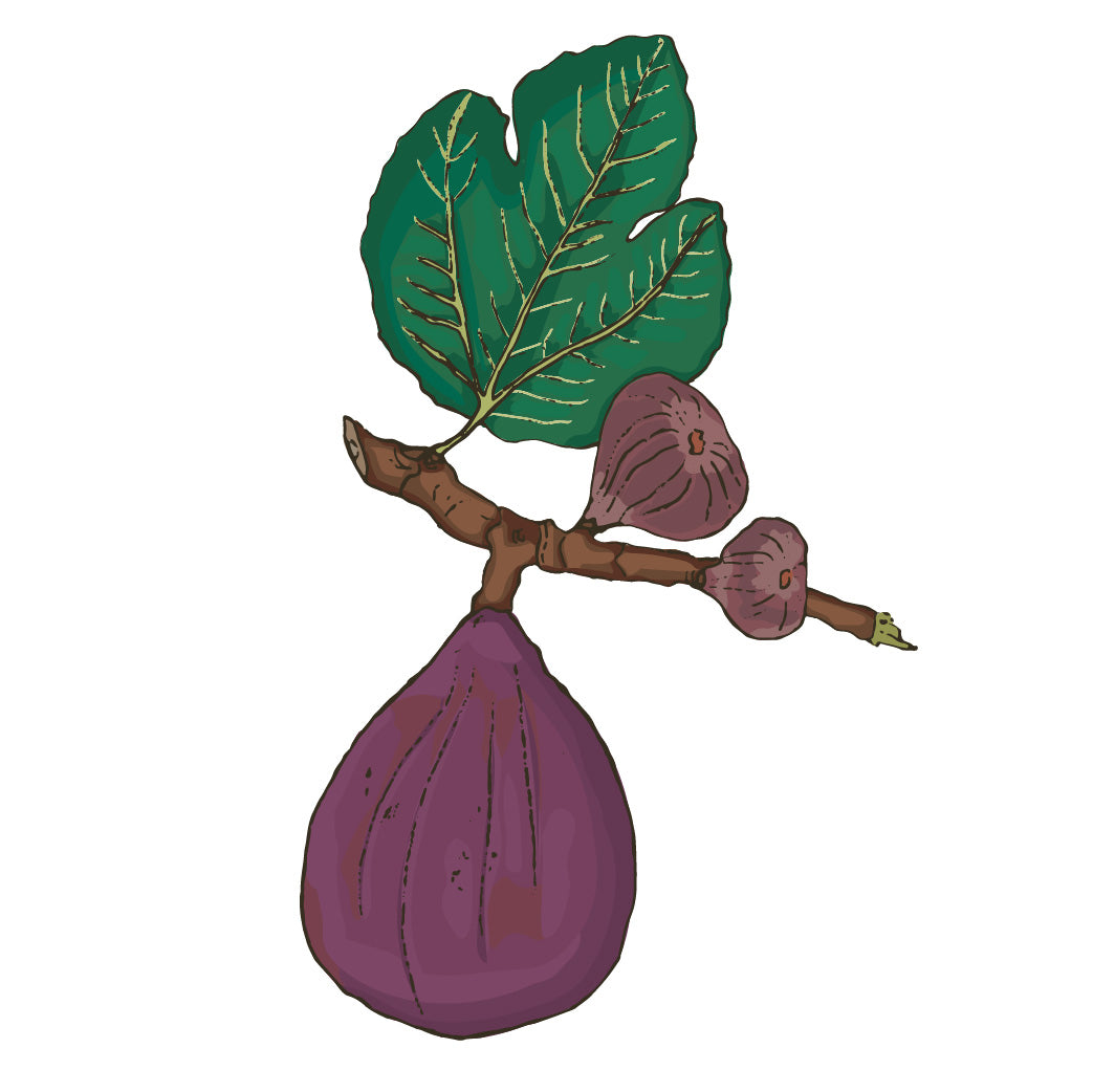 Fig Trees