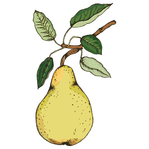 Pear Trees