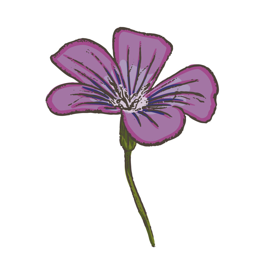 Seed packet illustration
