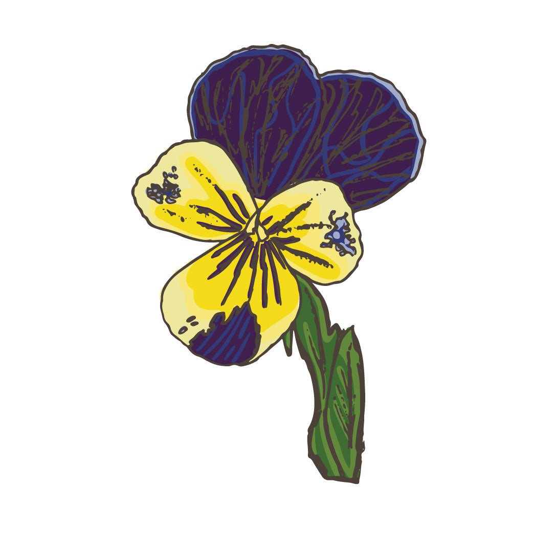 Viola