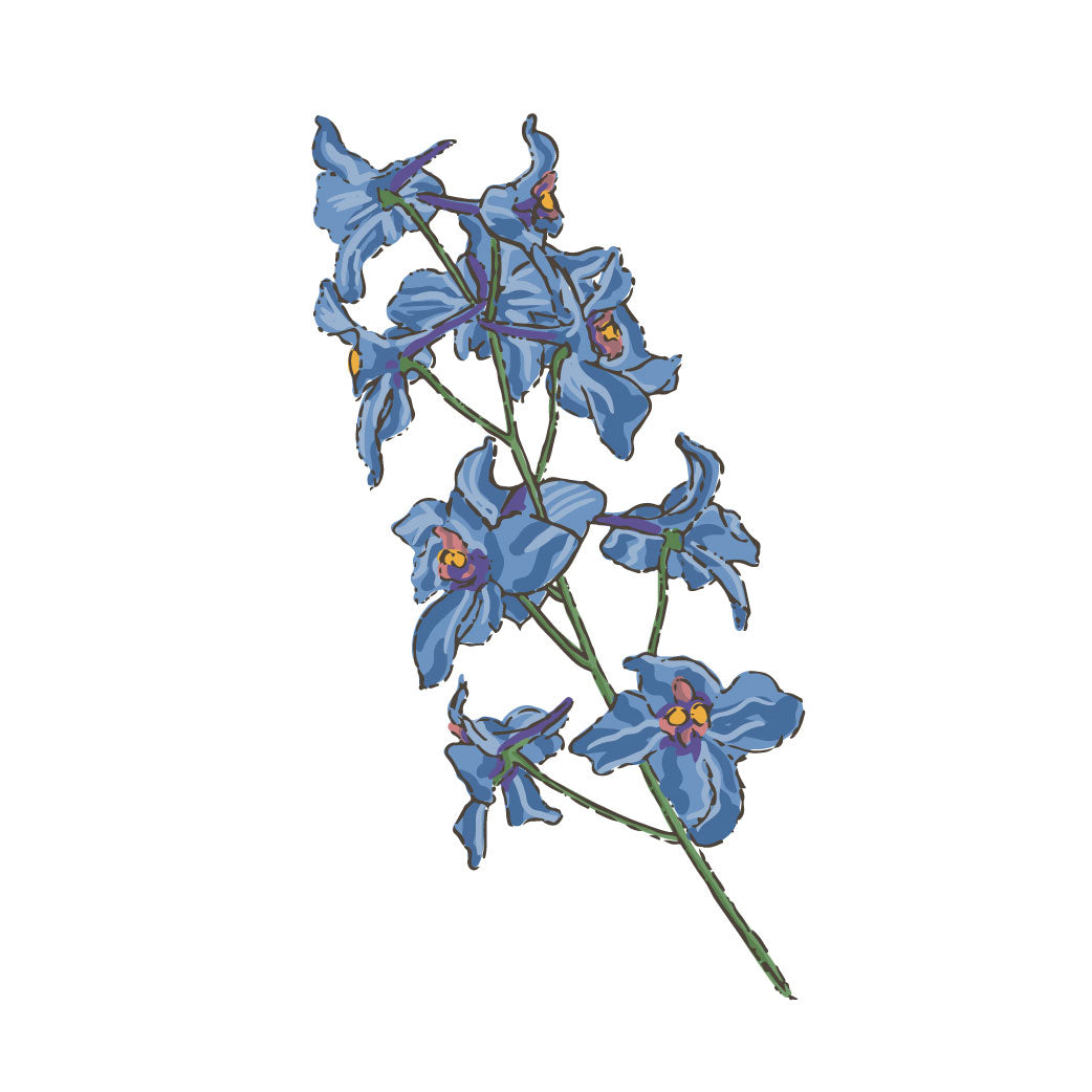 Delphinium
