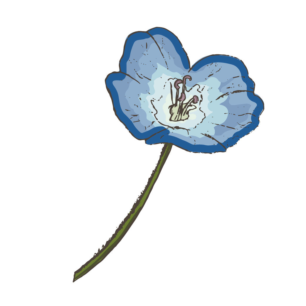 Nemophila