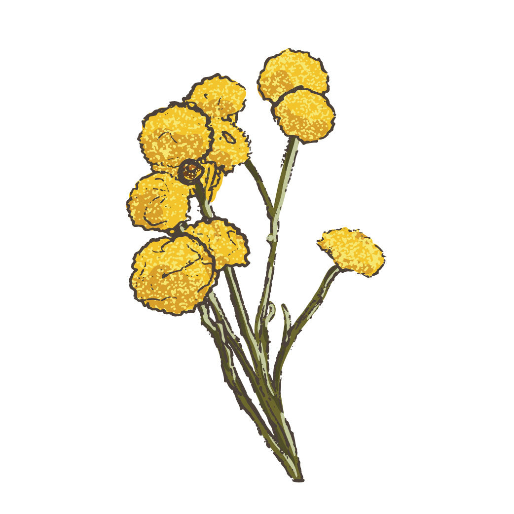 Billy Buttons