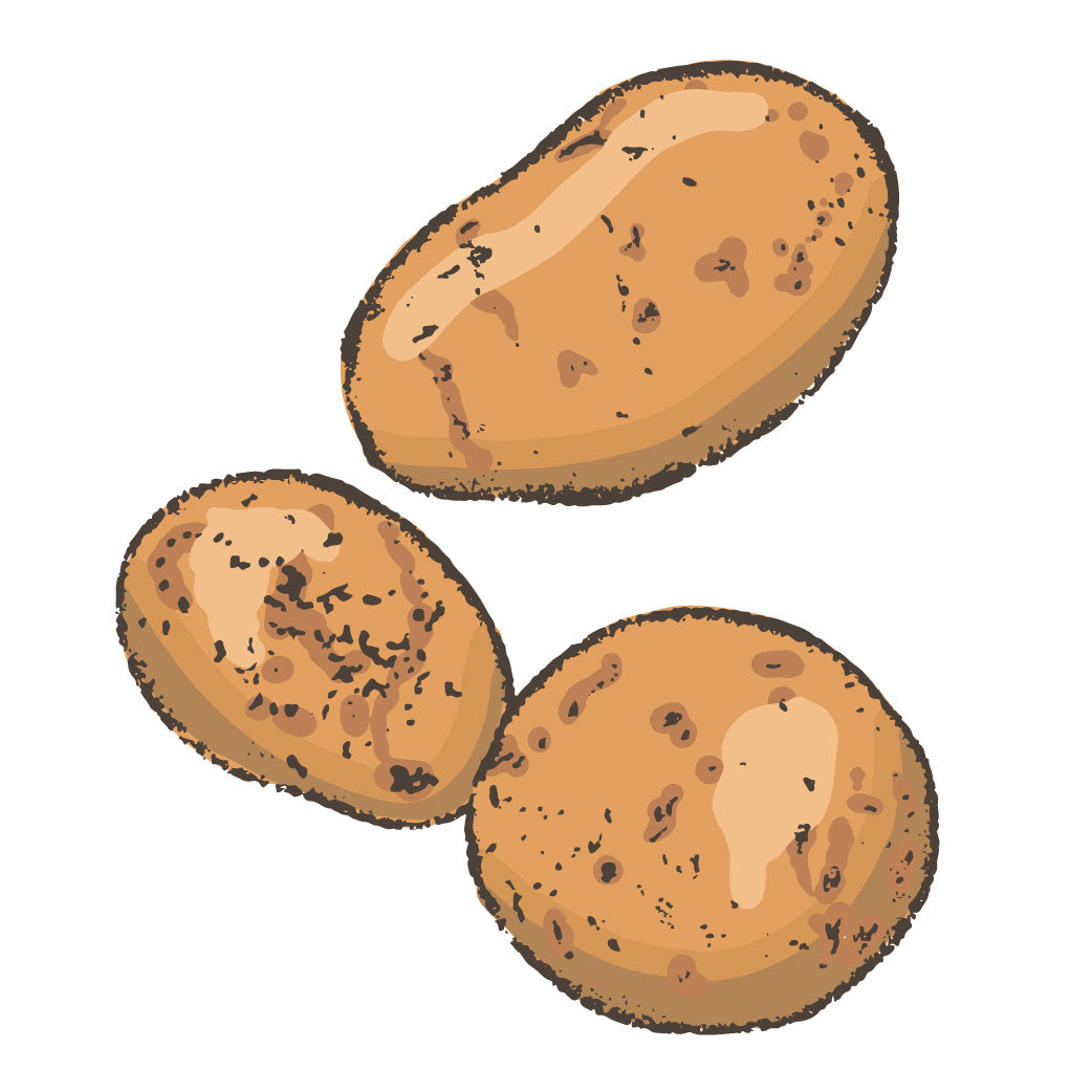 Potato illustration