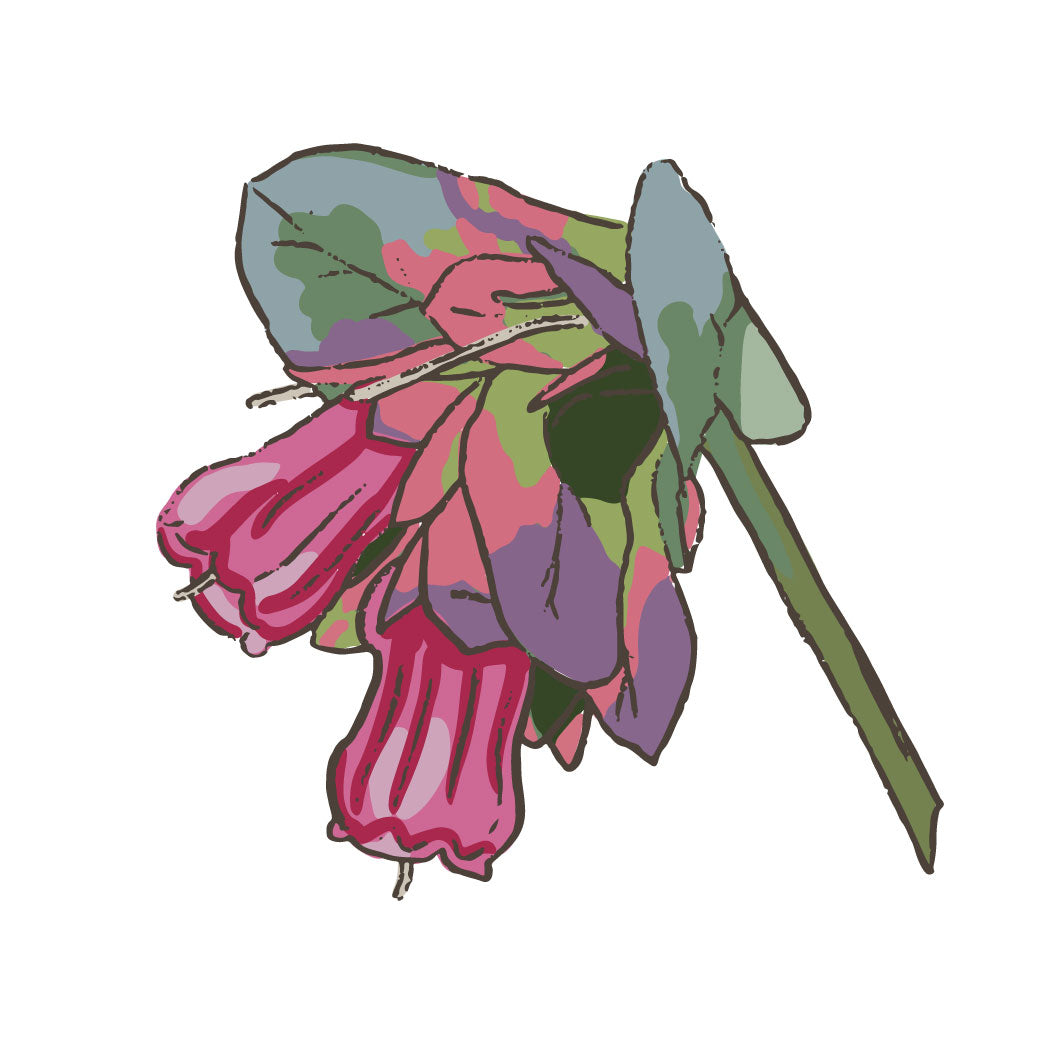 Cerinthe