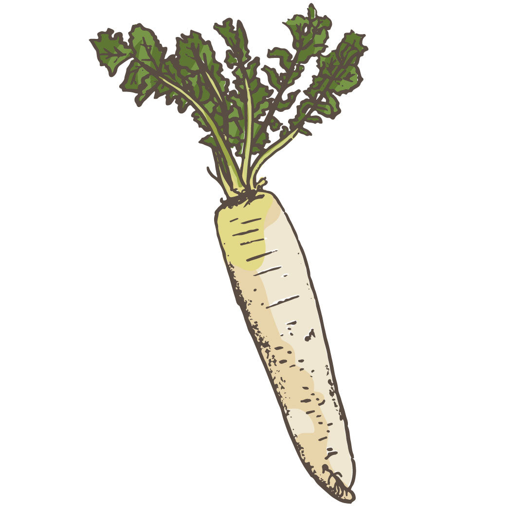 Daikon