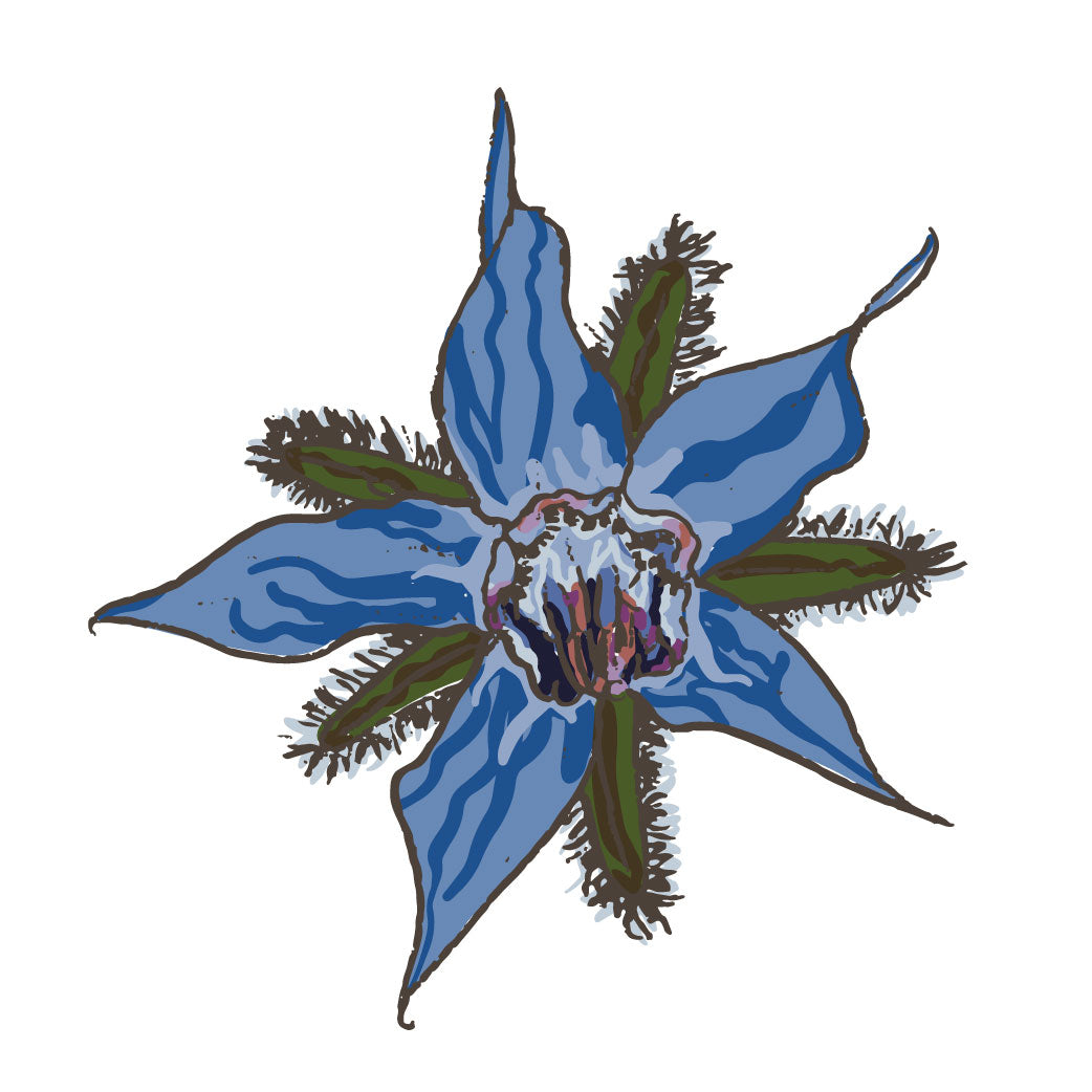 Seed packet illustration