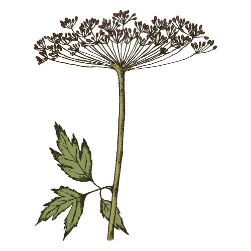 Queen Anne's Lace