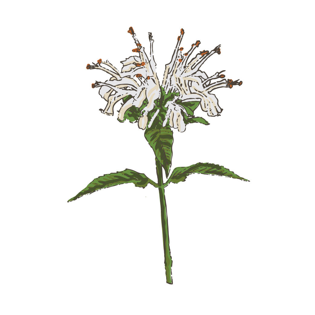 Bergamot