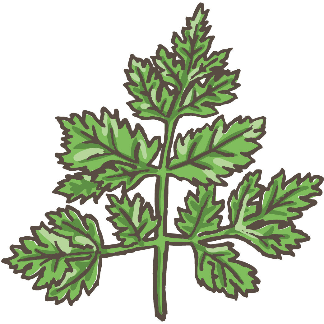 Chervil