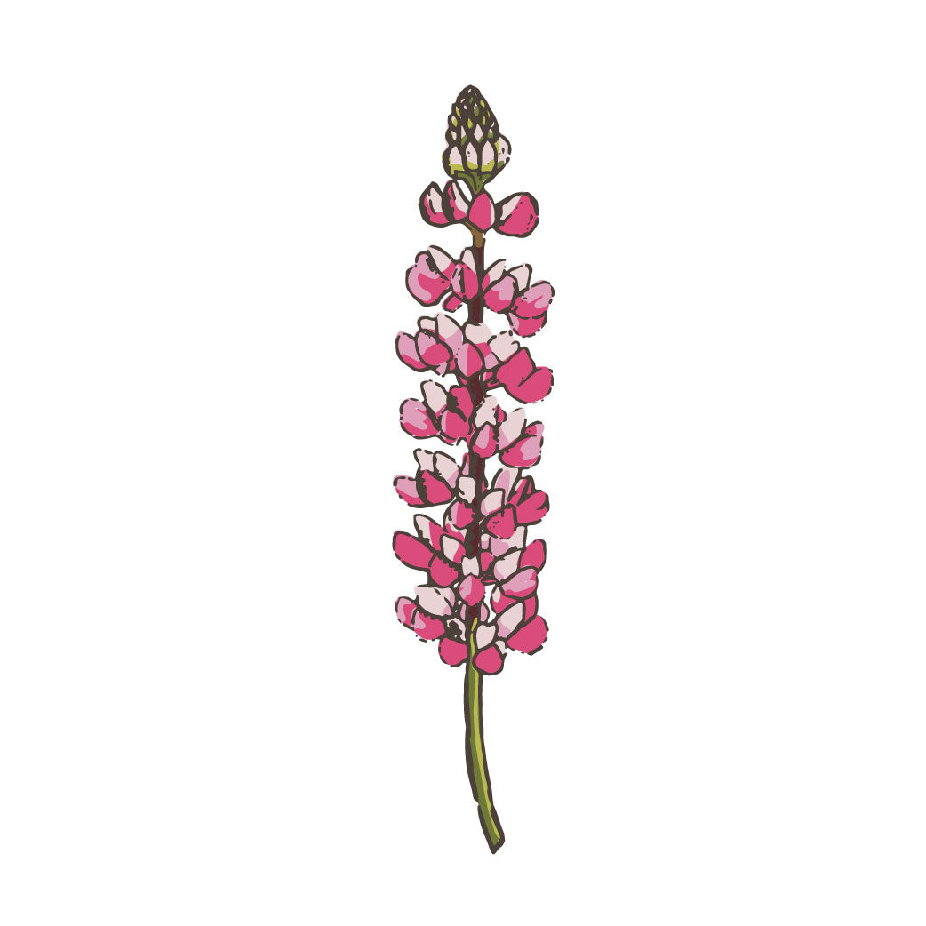 Lupin