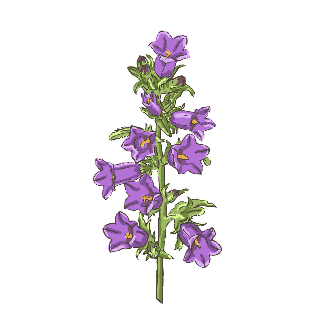 Canterbury bells