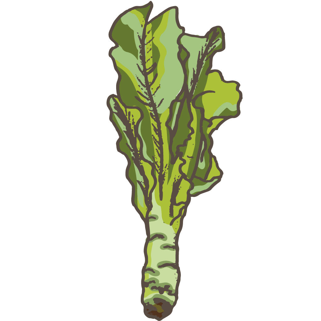 Celtuce