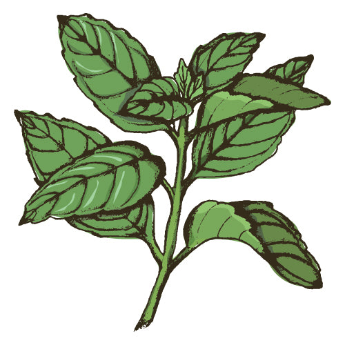 Basil