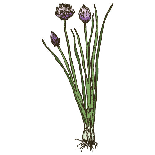 Chives