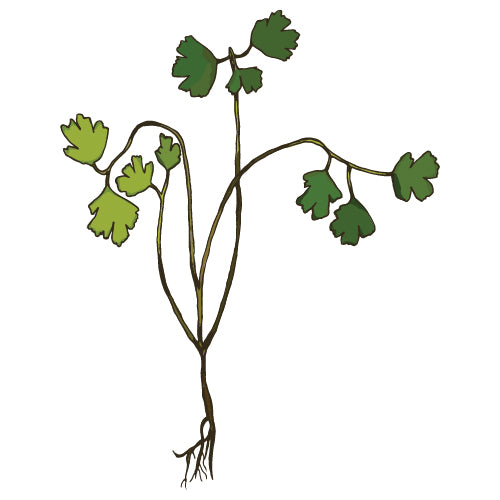 Coriander