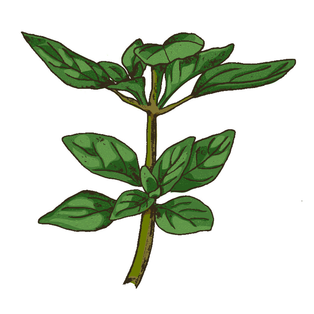Oregano
