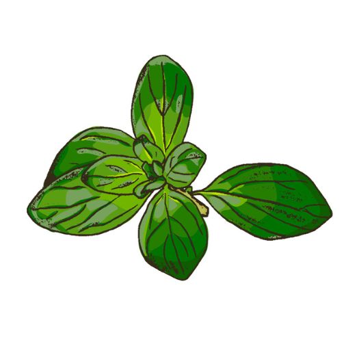 Herb and Vegie Patch