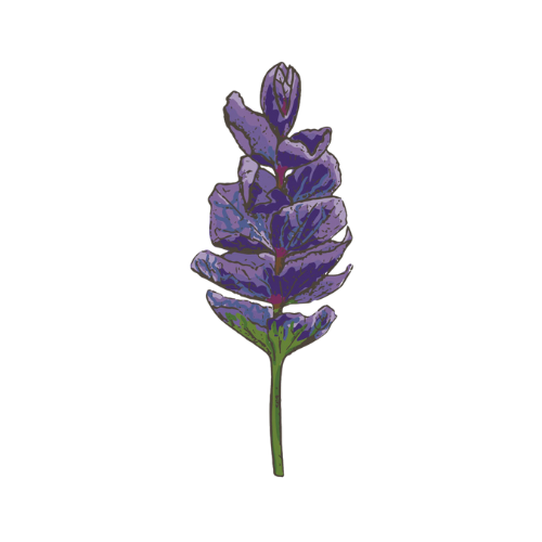 St Erth feature plants