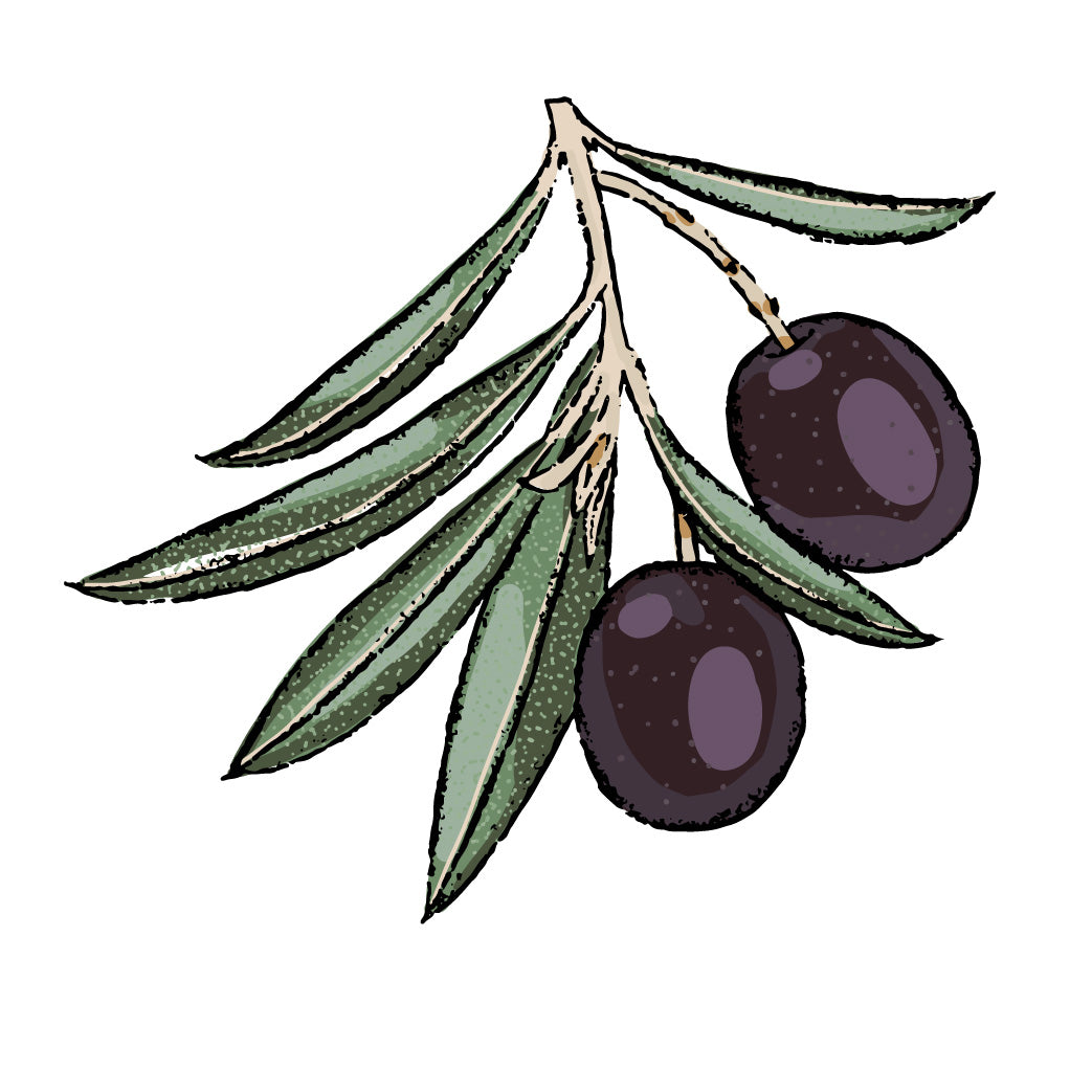 Olive Trees