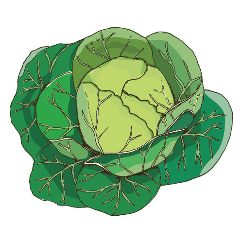 Cabbage