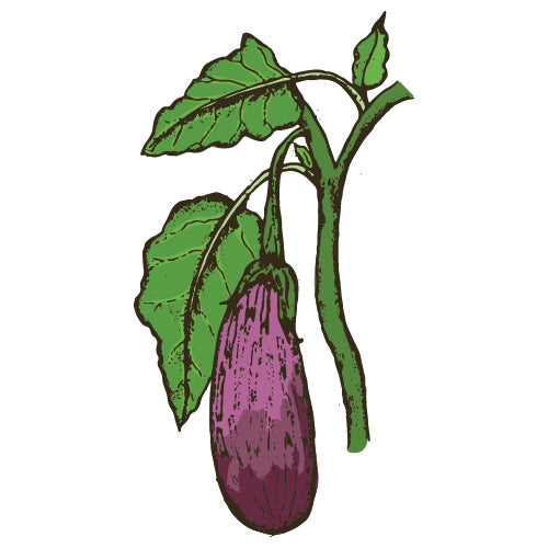 Eggplant