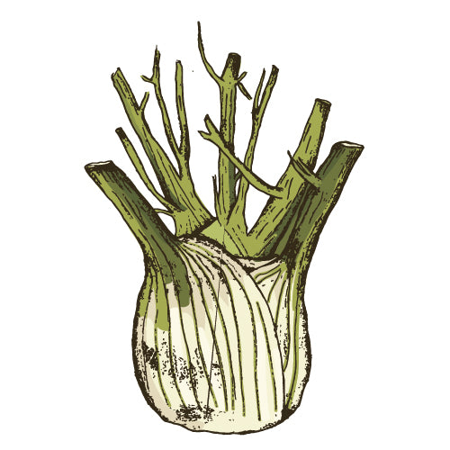 Fennel