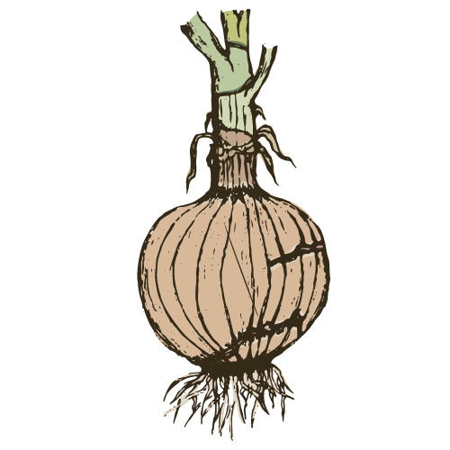 Onion