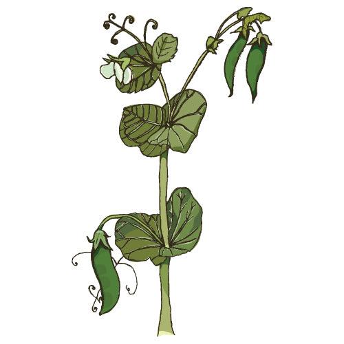 Pea