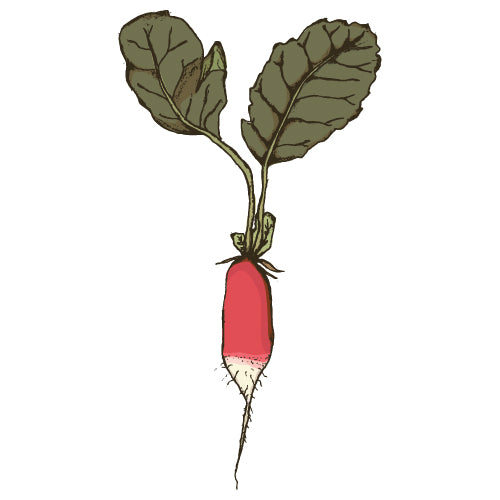 Radish