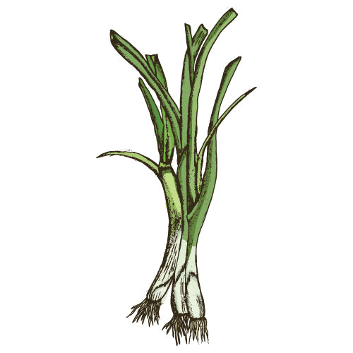 Spring Onion