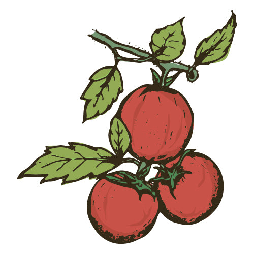 Tomato