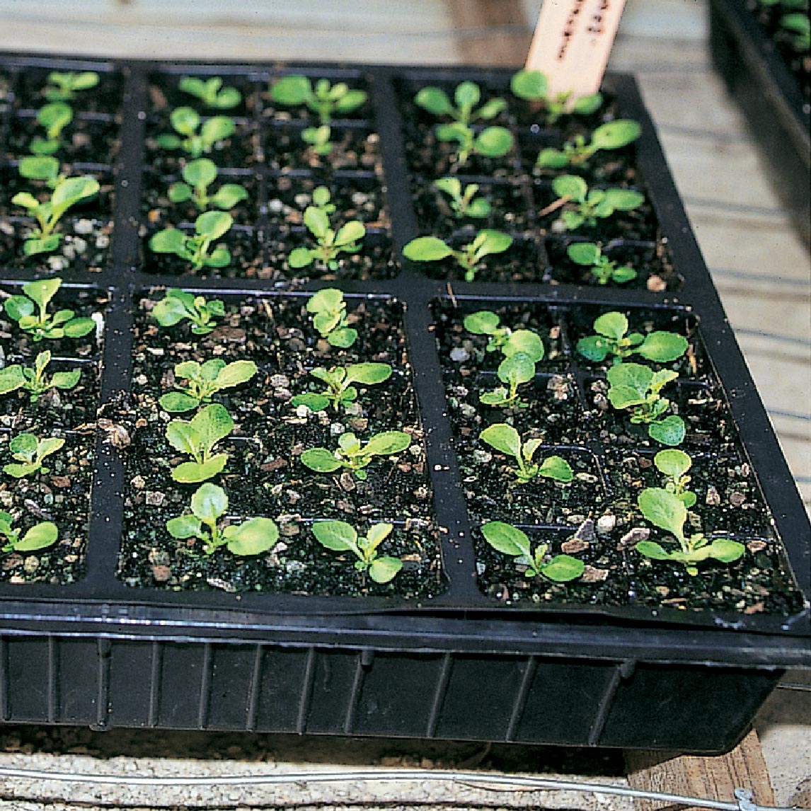 100 Cell Quick Pots (4 Pack)