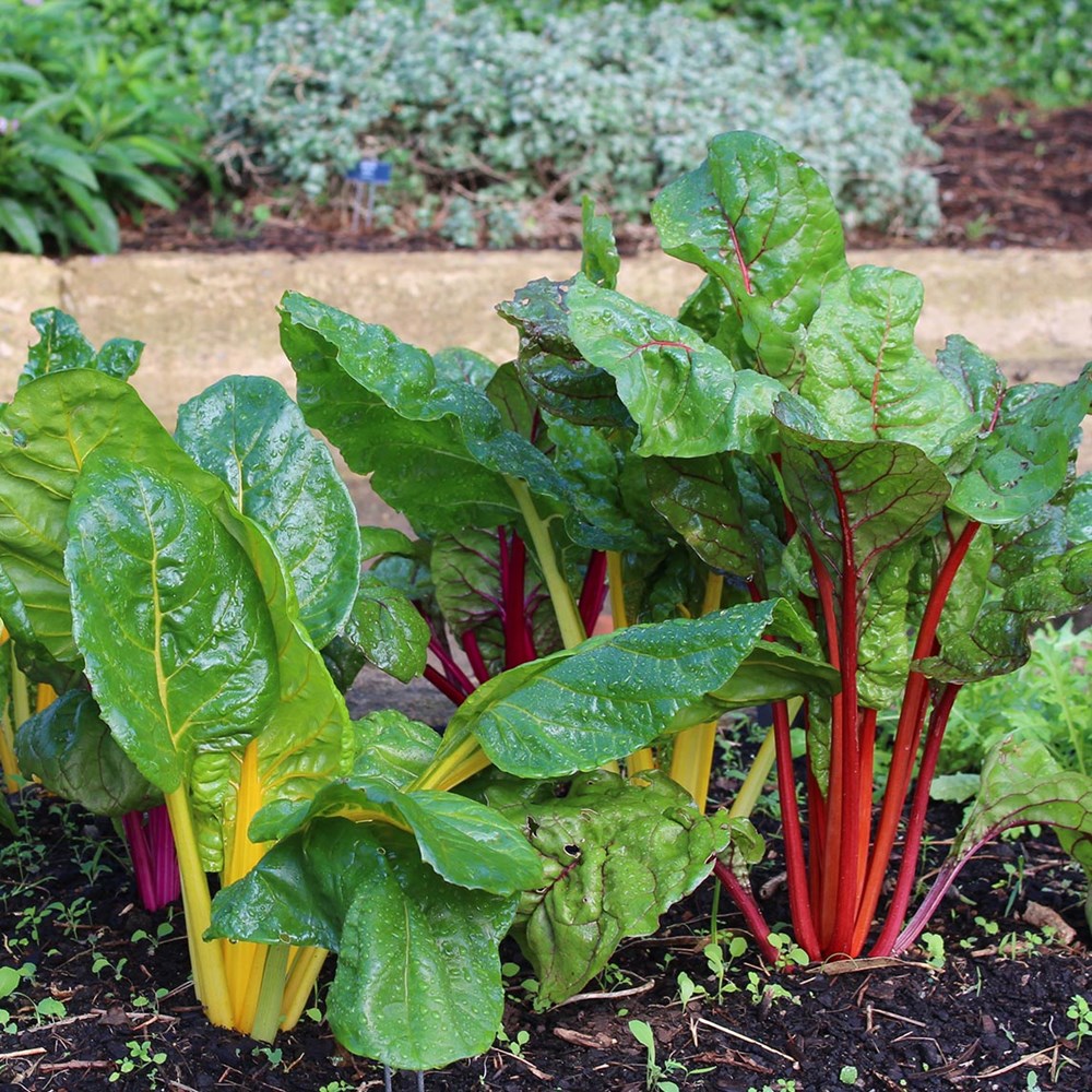 Silverbeet 'Five Colour Mix'
