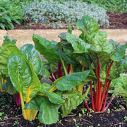 Silverbeet 'Five Colour Mix'