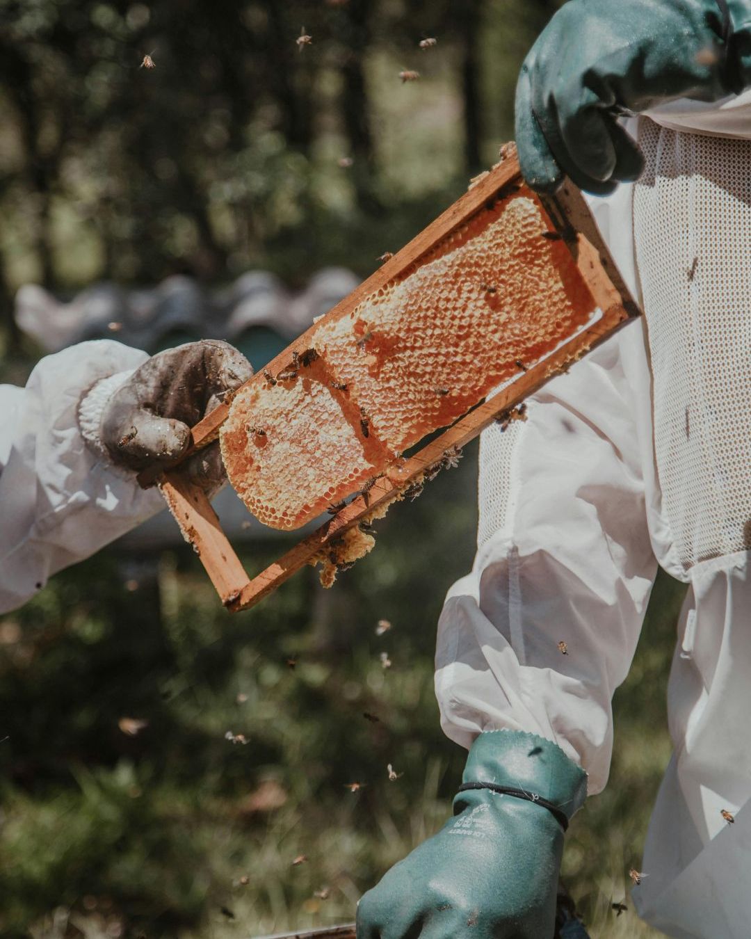 Honey Bees & Varroa Mite Management (Webinar)