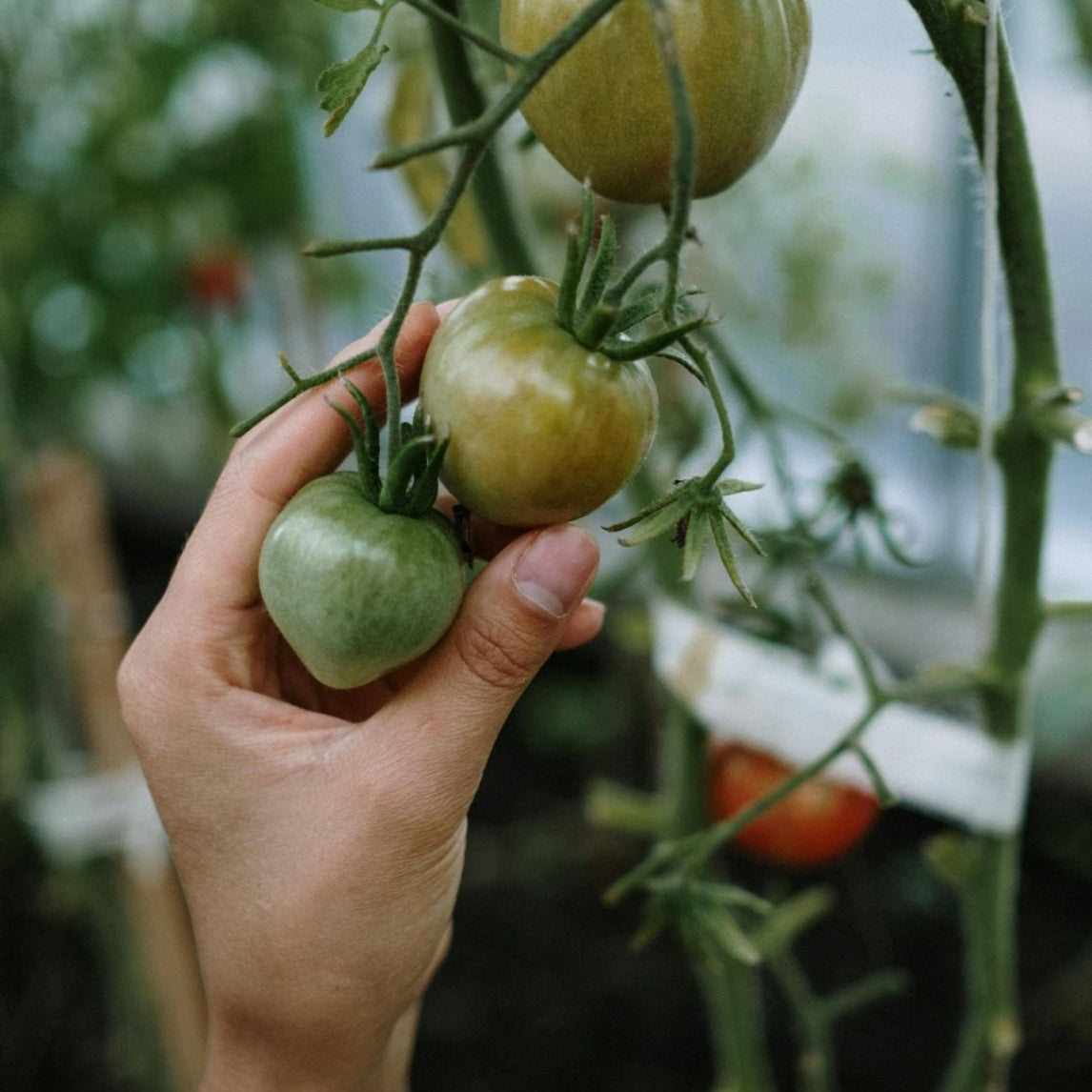 Growing Food