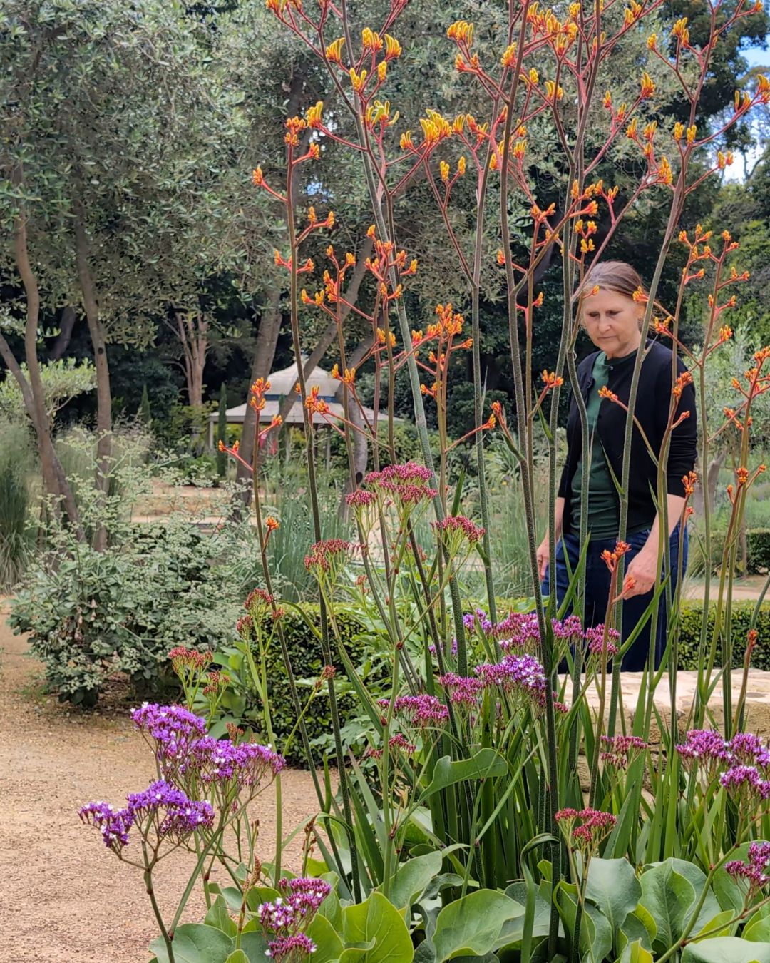 Planting a Mediterranean Garden